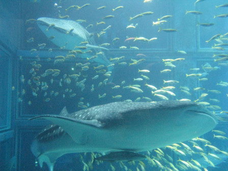 img90.JPG, juil. 2012 img90.JPG